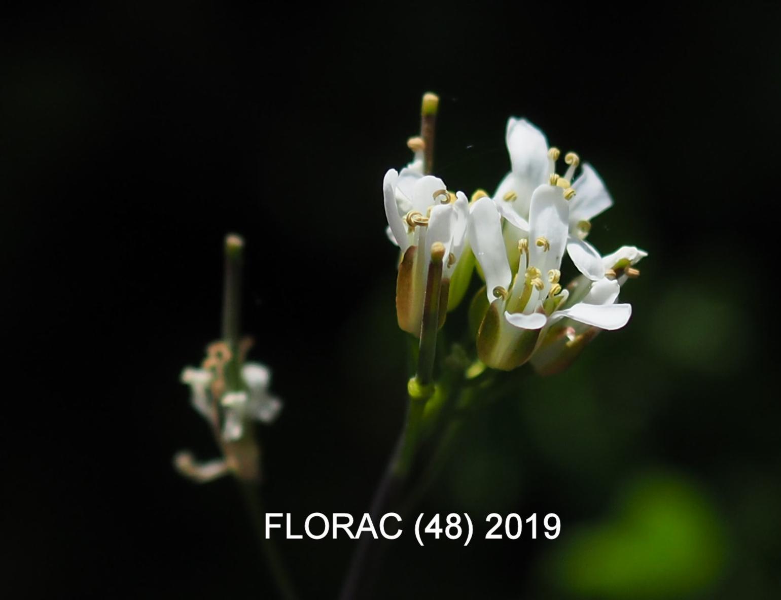 Rock-cress, [Cabbage-leaved]